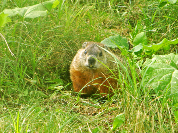 Parc Jean Drapeau