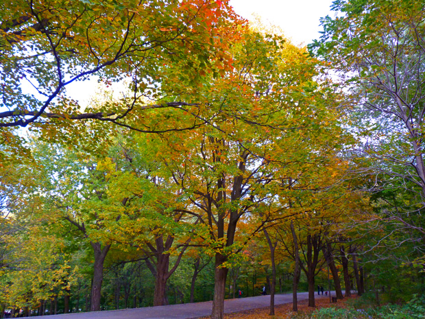 Mont-Royal en automne