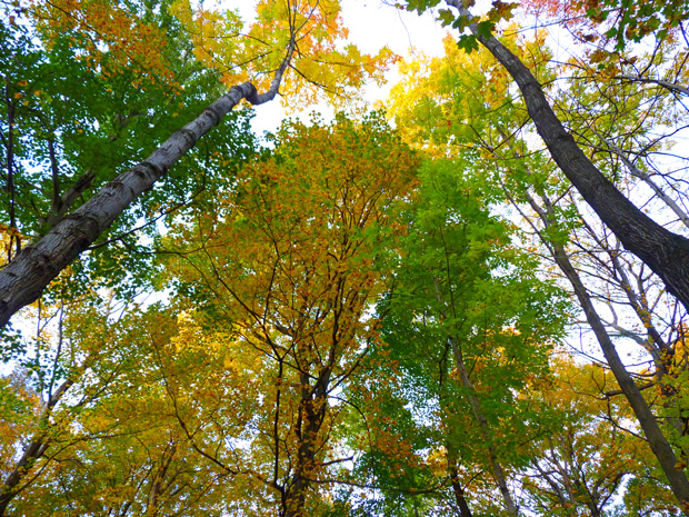 Mont-Royal en automne