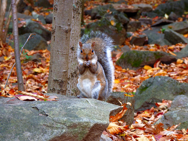 Mont-Royal en automne