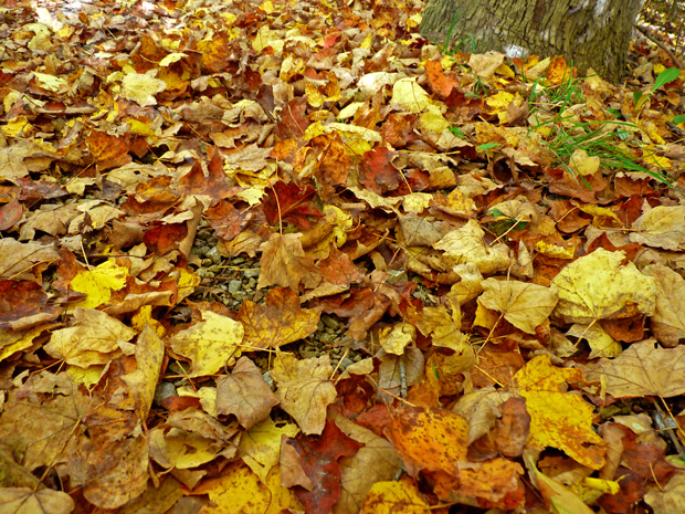 Mont-Royal en automne