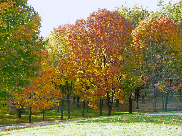 Mont-Royal en automne