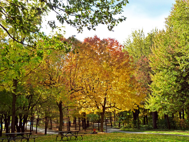 Mont-Royal en automne