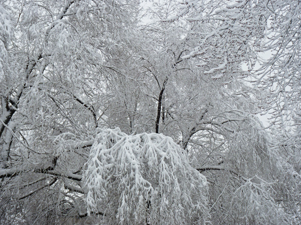 Chute de neige