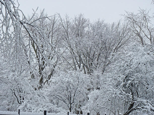 Chute de neige