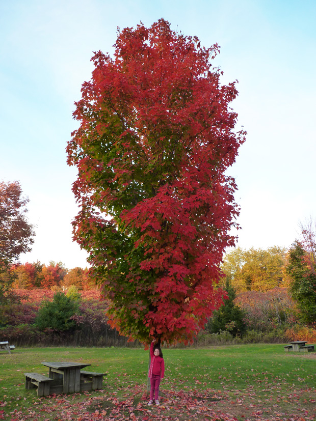 Couleurs d'automne 