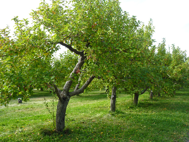 Journée Pomme