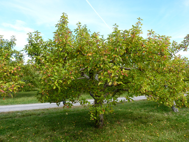 Journée Pomme