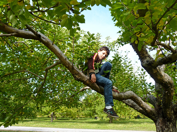 Journée Pomme