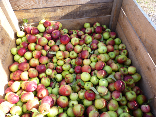 Journée Pomme