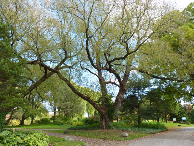 Toronto Islands