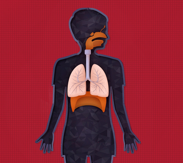 The human body App by Tinybop