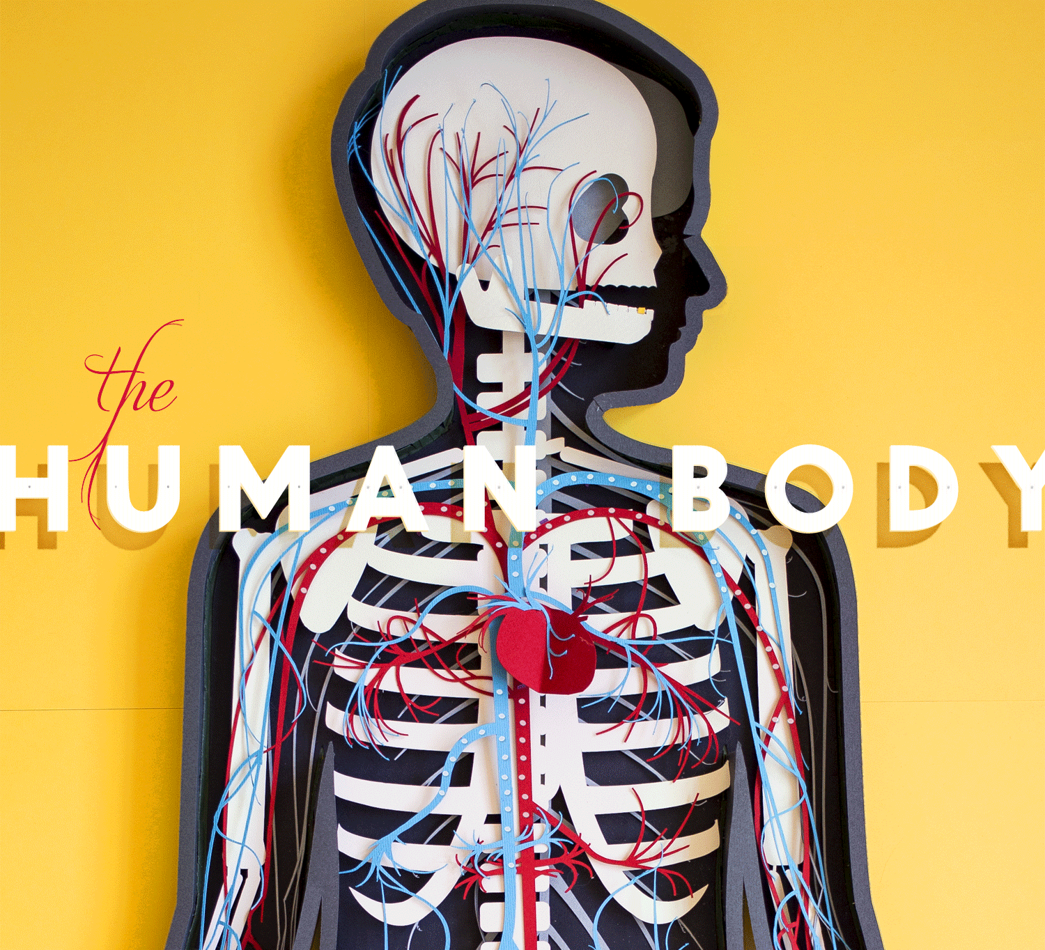 The human body App by Tinybop