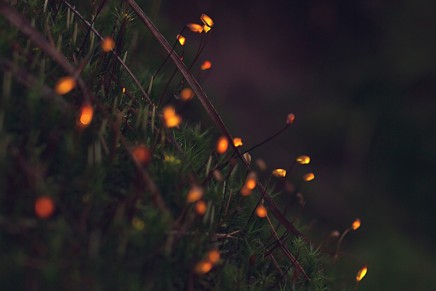 La forêt s’illumine : Projections in the Forest