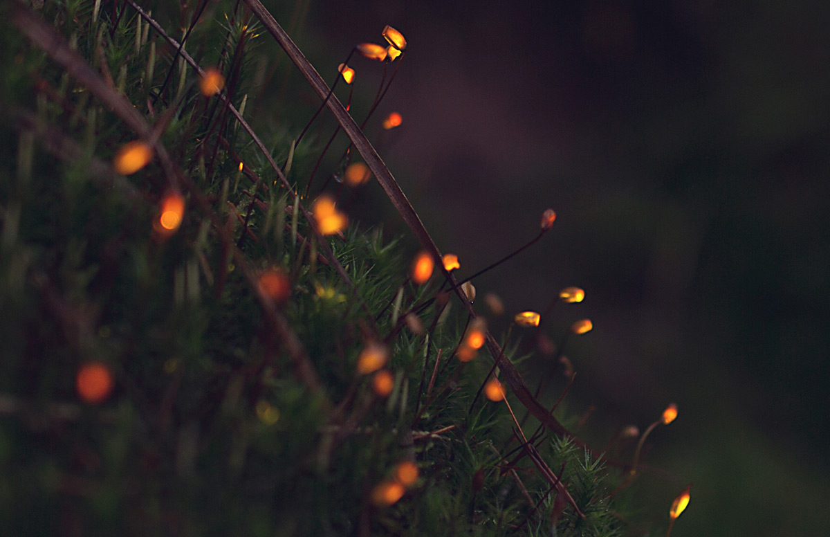 Projections in the Forest